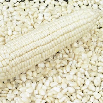 White Corn GMO #2