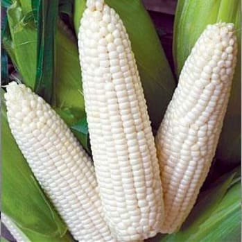 White Corn Non GMO