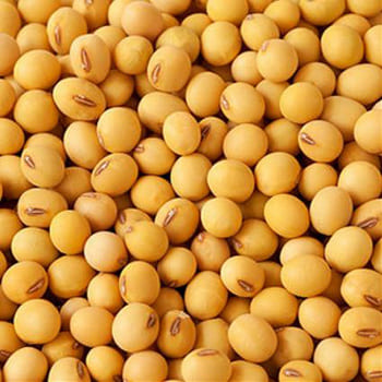 Soybean GMO #2